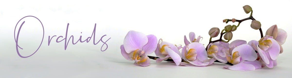 Orchids