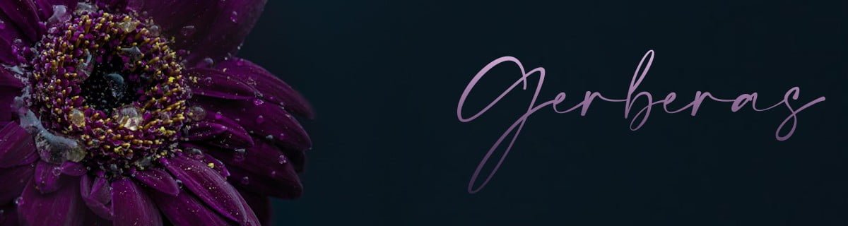 gerbera